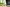 What Is enXtra? The Botanical Science of Alpinia Galanga in Modern Workflows